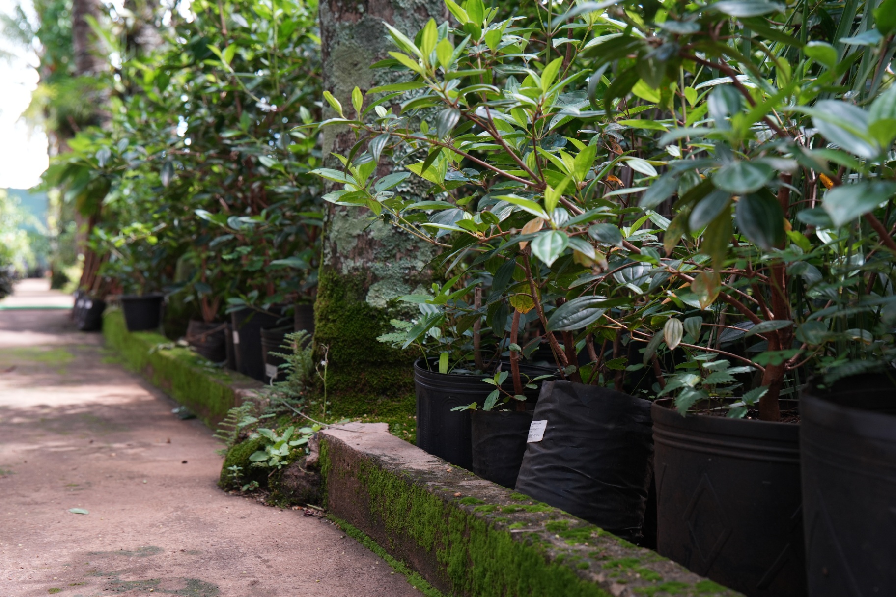 Jardins que traduzem