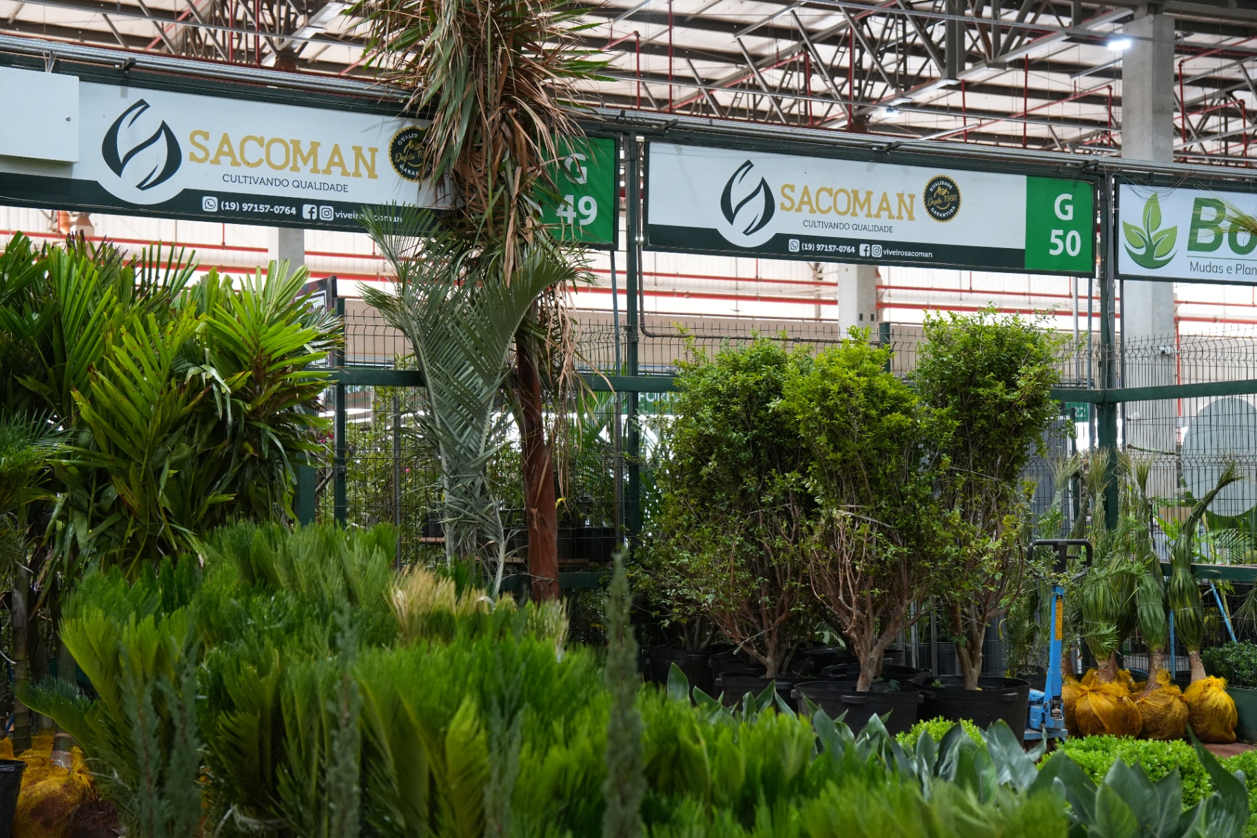 Plantas direto